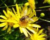 Eristalis tenax